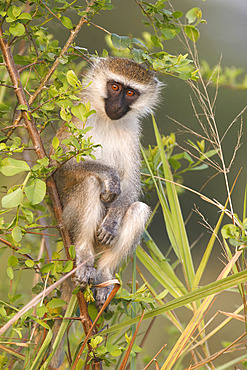 Velvet monkey (Chlorocebus aethiops) on a branch, Ishasha, Uganda