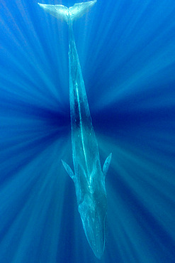 Fin whale (Balaenoptera physalus) is the largest baleen whale found in the Mediterranean Sea. It is the world?s second largest cetacean, after the blue whale. Pelagos Sanctuary for Mediterranean Marine Mammals, Mediterranean Sea