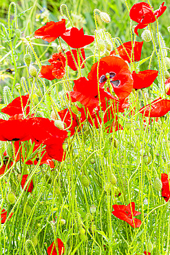 Papaver rhoeas