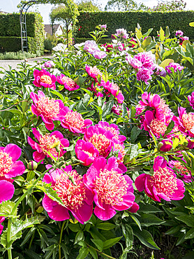 Paeonia lactiflora 'Rigolotte', Paeonia peregrina 'Felix Supreme', Paeonia peregrina 'Otto Froebel'