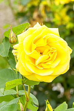 Rosa 'Carte d'Or' Breeder : Meilland (FRA) 2005