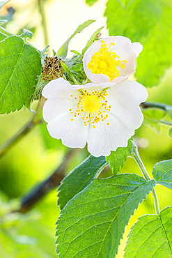 Rosa tomentosa