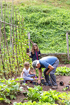 Grandfather and his granddaughters gardening in a vegetable garden in summer, Moselle, France