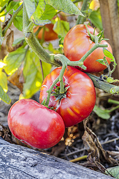 Tomato 'Katy Rose', productive variety but sensitive to bursting.