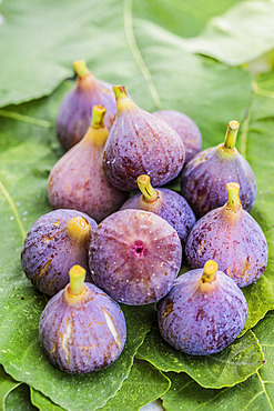 Freshly harvested 'Petite Grise' figs in August. Variety to be dried.