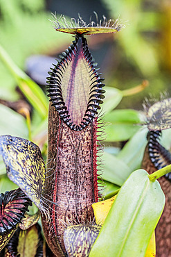 Sulawesi Nepenthes Urn (Nepenthes hamata, a carnivorous plant tinged with black.