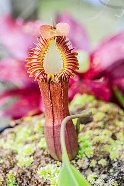 Splendid pitcher-plant (Nepenthes edwardsiana) urn