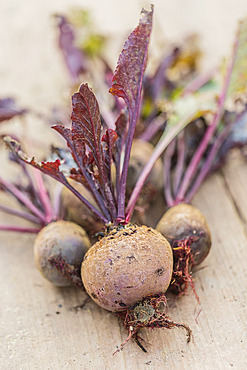 Freshly harvested 'Pablo F1' red beets.