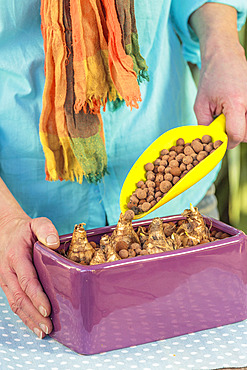 Step-by-step preparation of a forced narcissus planter. Filling the space between the bulbs with expanded clay.