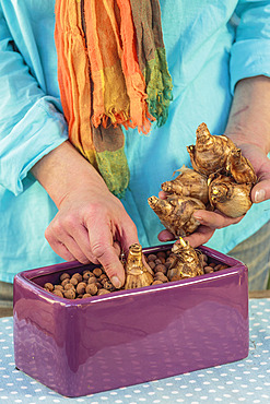 Step-by-step preparation of a forced narcissus planter. Installation of narcissus bulbs on a bed of expanded clay.