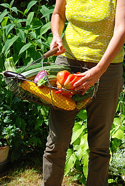 Harvesting in the vegetable garden