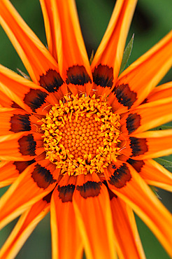 Gazania (Gazania rigens) flower, Gers, France
