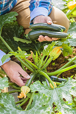 Man harvesting courgettes in a vegetable patch.