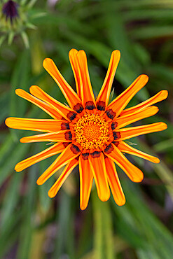 Gazania (Gazania rigens) flower, Gers, France