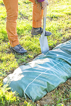 Planting a conifer hedge. Step 3: Laying a mulch cloth. It is wedged in place by burying the edges with the spade iron.