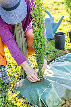 Planting a conifer hedge. Step 5: planting an Italian cypress 'Stricta'.