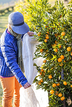 Protection of a citrus fruit before a winter frost