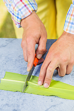 Cutting of the pineapple lily (Eucomis) step by step. Cutting in sections.