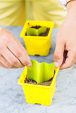 Cutting of the pineapple lily (Eucomis) step by step. Place in a pot