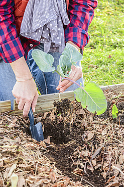 Transplanting cabbage in a vegetable garden, in winter