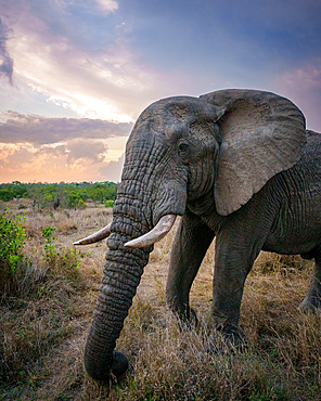 African bush elephant or African savanna elephant (Loxodonta africana) bull with beautiful cloud formations in background. Mpumalanga. South Africa.