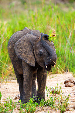 African bush elephant or African savanna elephant (Loxodonta africana) calf with a tuft of grass on its head. Mpumalanga. South Africa.