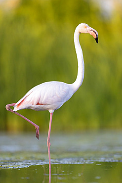 Greater Flamingo (Phoenicopterus roseus), side view of an adult standing in a swamp, Campania, Italy