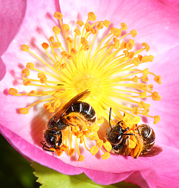 Orange-legged Furrow Bee (Halictus rubicundus) females collecting pollen from a rose hip flower (Rosa canina), Vosges du Nord Regional Nature Park, France