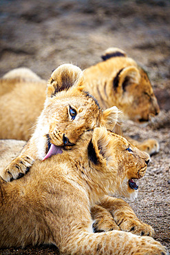 Lion (Panthera leo) cubs grooming each other. Mpumalanga. South Africa.