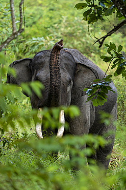 Sumatran Elephant (Elephas maximus sumatranus) wild male in forest, Barumun Nagari Wildlife Sanctuary, North Sumatra