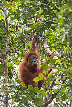 Tapanuli orangutan (Pongo tapanuliensis) female eating fruits, Batang Toru, North Sumatra