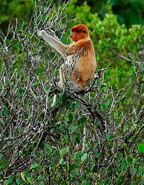 Proboscis monkey (Nasalis larvatus) young in a tree, Lamin Guntur Eco park Kalimantan, Borneo, Indonesia