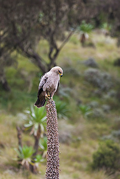 Tawny Eagle (Aquila rapax) in the Simien Mountains National Park. Africa, East Africa, Ethiopia