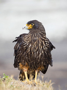 Adult, with typical yellow skin in face. Striated Caracara or Johnny Rook (Phalcoboenus australis), protected, endemic to the Falklands and highly intelligent bird of prey. South America, Falkland Islands, January