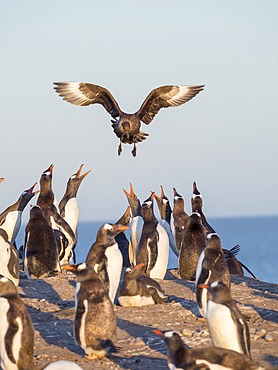 Preying on Gentoo Penguins (Pygoscelis papua) hovering over colony.. Falkland Skua or Brown Skua (Stercorarius antarcticus, exact taxonomy is under dispute). They are the great skuas of the southern polar and subpolar region. South America, Falkland Islands, January