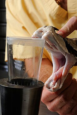 West African Gabon viper's venom removal in a laboratory ; Latoxan Laboratory