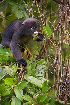 Spectacled langur (Trachypithecus obscurus) Thailand