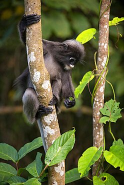 Spectacled langur (Trachypithecus obscurus) Thailand