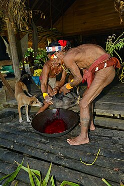 A pig is bled. Mentawai. Siberut, Indonesia