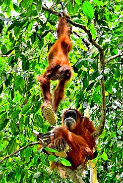 Sumatran Orangutan (Pongo abelii) and young with Durian, North Sumatra