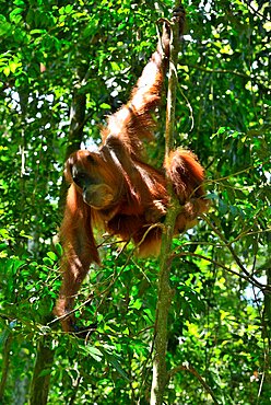 Sumatran Orangutan (Pongo abelii), North Sumatra