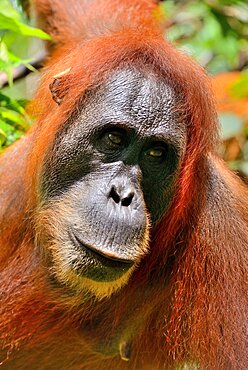 Portrait of Sumatran Orangutan (Pongo abelii), North Sumatra