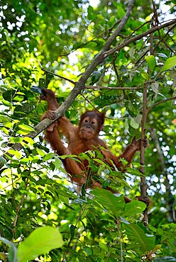 Young Sumatran Orangutan (Pongo abelii), North Sumatra