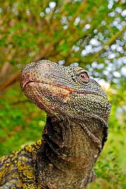 Crocodile monitor, Papua monitor or Salvadori's monitor (Varanus salvadorii). South New Guinea