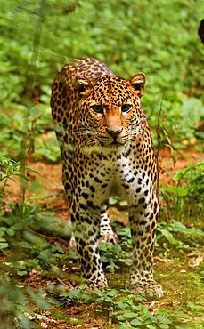 Javan leopard ( Panthera pardus melas) Java. Endemic Critically endangerd (less than 250 mature individuals)