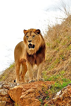 Barbary lion male (Panthera leo leo), Extinct in the wild, N. Africa, Captivity