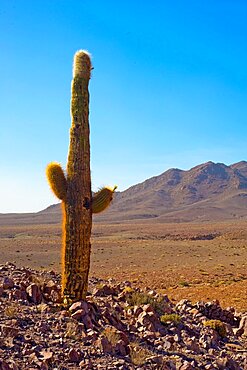 " Cardon grande" (Echinopsis atacamensis), Atacama. Alt. 3800 m., Chili.