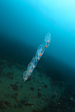 Salps, also known colloquially as ?sea grape?) or salpa, salpae or salpas is a barrel-shaped, planktic tunicate. Antarctic Peninsula, Antarctica