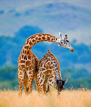 Two giraffes (Giraffa camelopardalis tippelskirchi) are fighting each other in the savannah. Kenya. Tanzania. Eastern Africa.