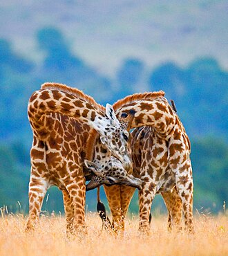 Two giraffes (Giraffa camelopardalis tippelskirchi) are fighting each other in the savannah. Kenya. Tanzania. Eastern Africa.